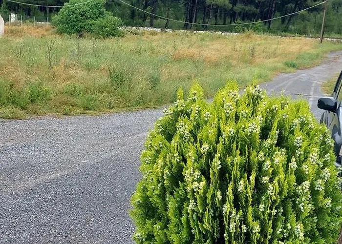 Home Garden And Big Parking